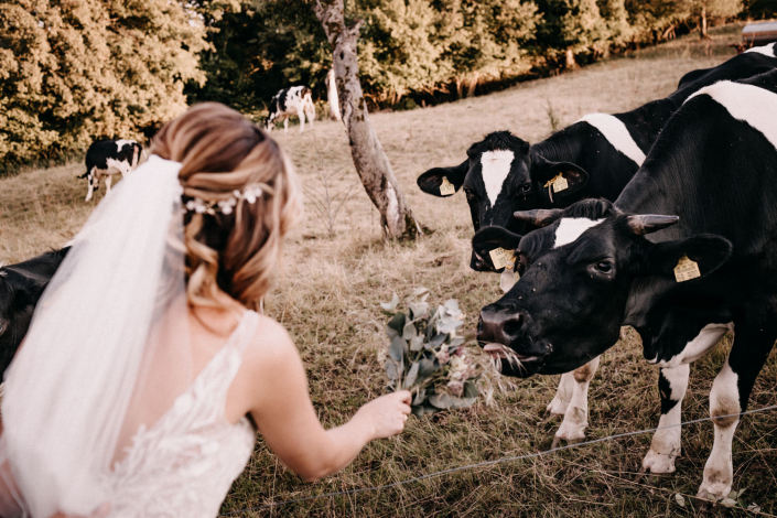 Braut mit Kühen